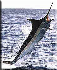 Blue Marlin
