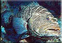 Grouper