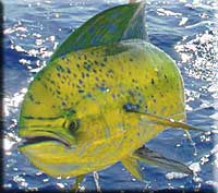 mahi mahi