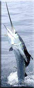 Sailfish
